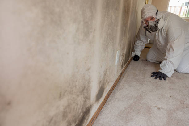 Environmental Consulting for Mold Prevention in Oskaloosa, IA